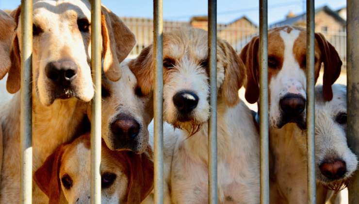 cani nel canile