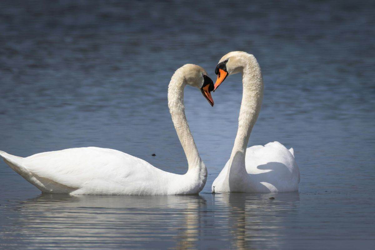 Amori per sempre: 5 animali che scelgono un solo partner per tutta la vita