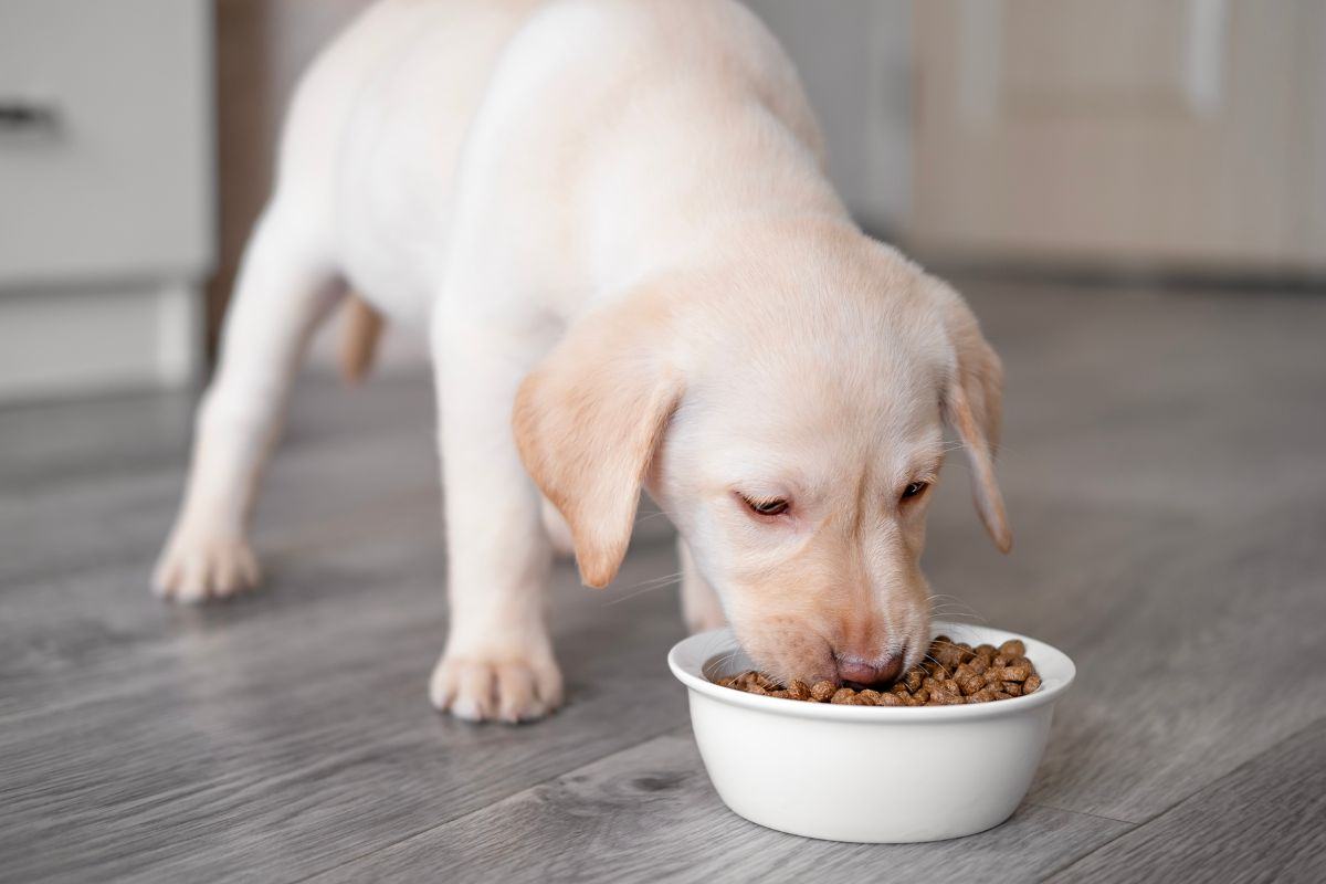 Un cucciolo può mangiare cibo per cani adulti? Ecco cosa sapere