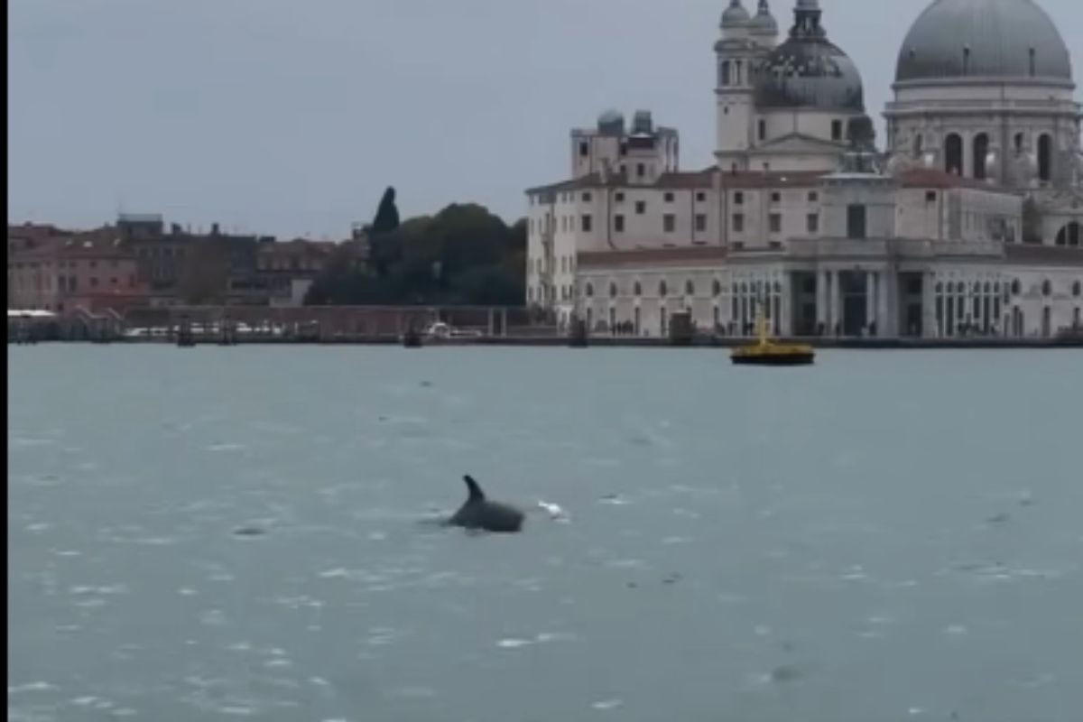 delfino a Venezia