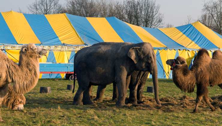 dromedari ed elefanti del circo