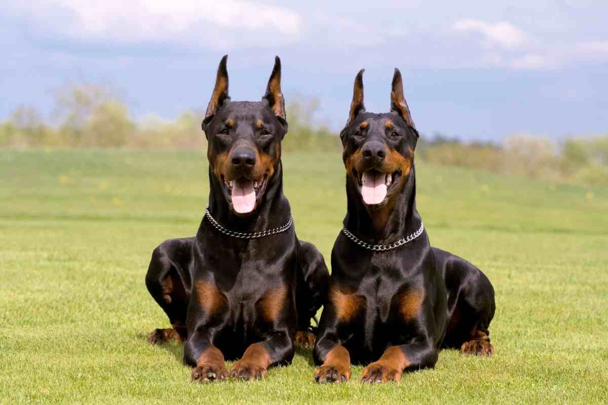 dobermann