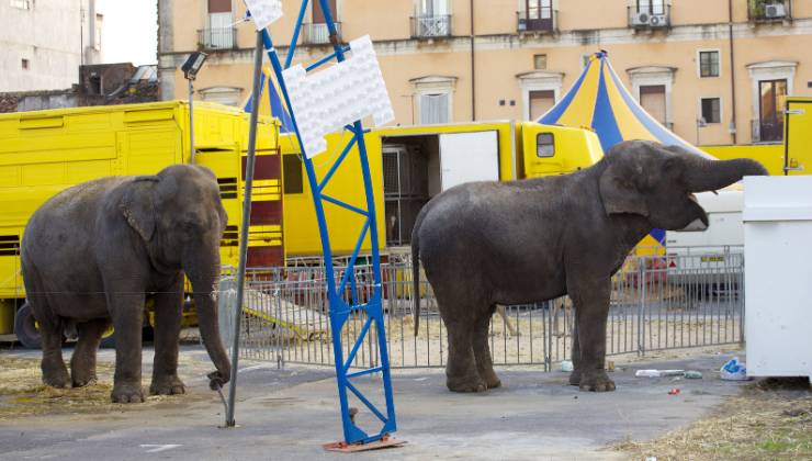 elefanti del circo