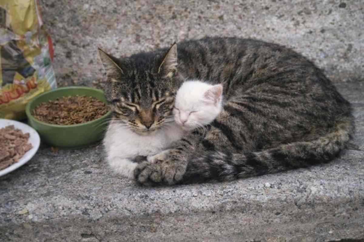 Un randagio diventa gli occhi di un micino cieco: non vedrà mai il mondo, ma lo vivrà grazie a lui