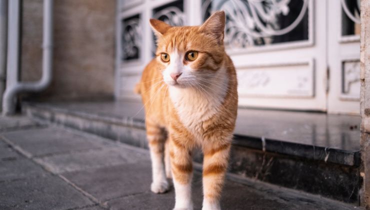 gatto Rossini dal manto rosso