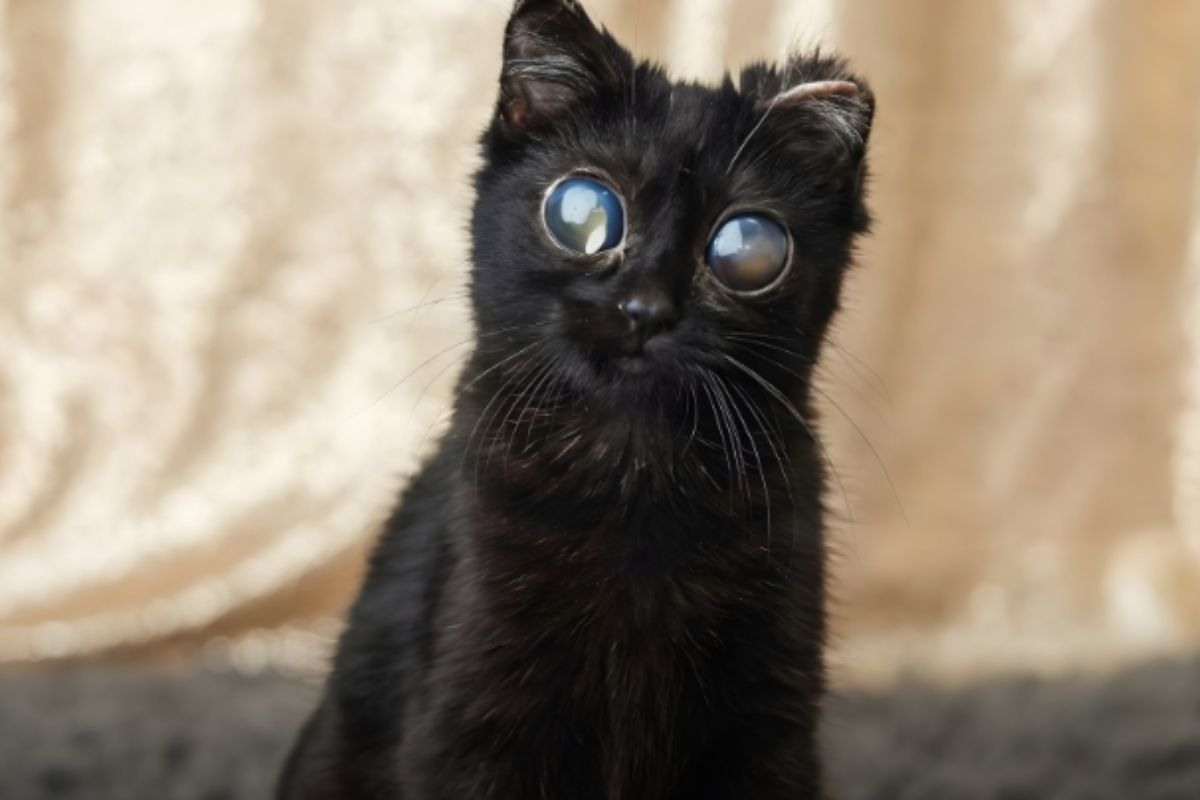 Gatto Dorito: La Malattia Dietro gli Occhi Incredibili - celebrità news from Amore a 4 Zampe