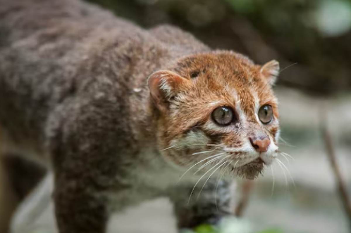 gatto dalla testa piatta
