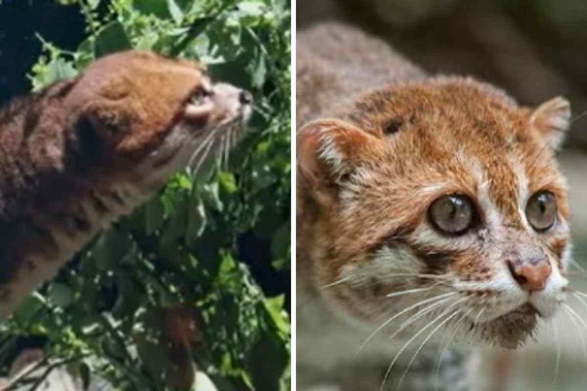 gatto nel suo habitat