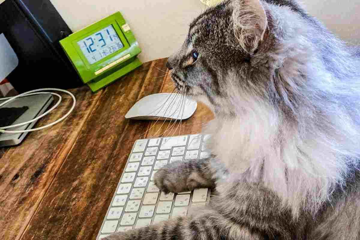gatto su computer