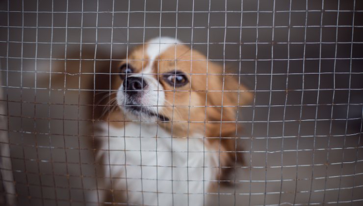 gli allevamenti di cani di taglia piccola