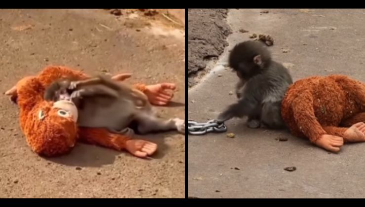 Cucciolo di macaco insieme al suo peluche