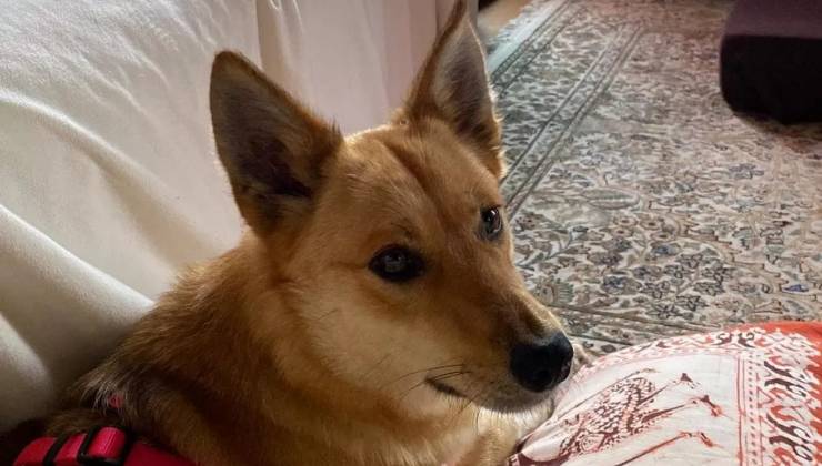 la cagnolina Beatrice