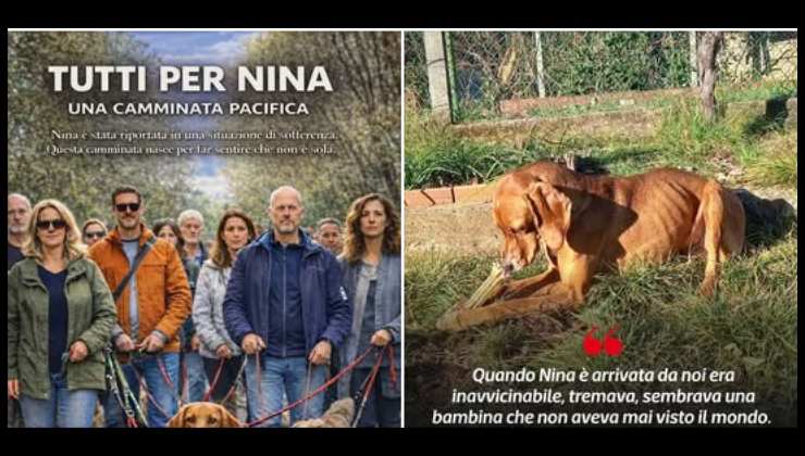 la cagnolina maltrattata