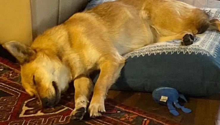 la nuova vita della cagnolina Beatrice