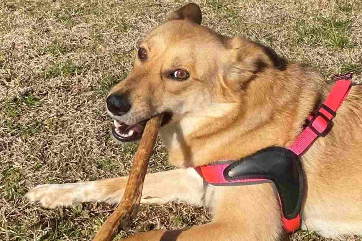 la nuova vita della cagnolina Beatrice