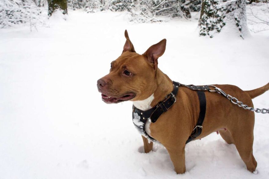 la veglia del cane sull'Himalaya