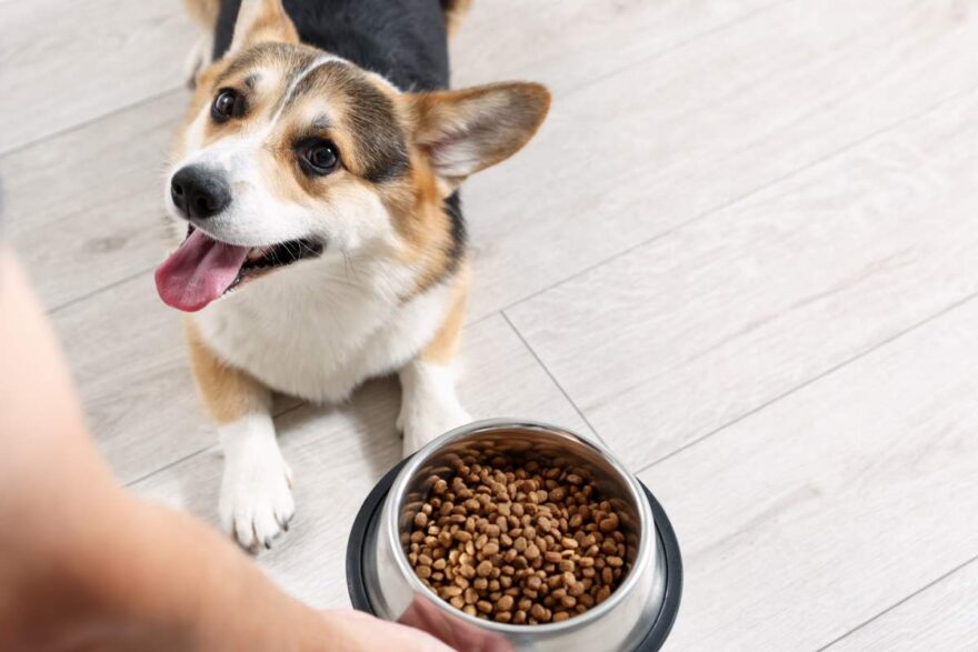 lotto di crocchette per cani ritirato dalla produzione