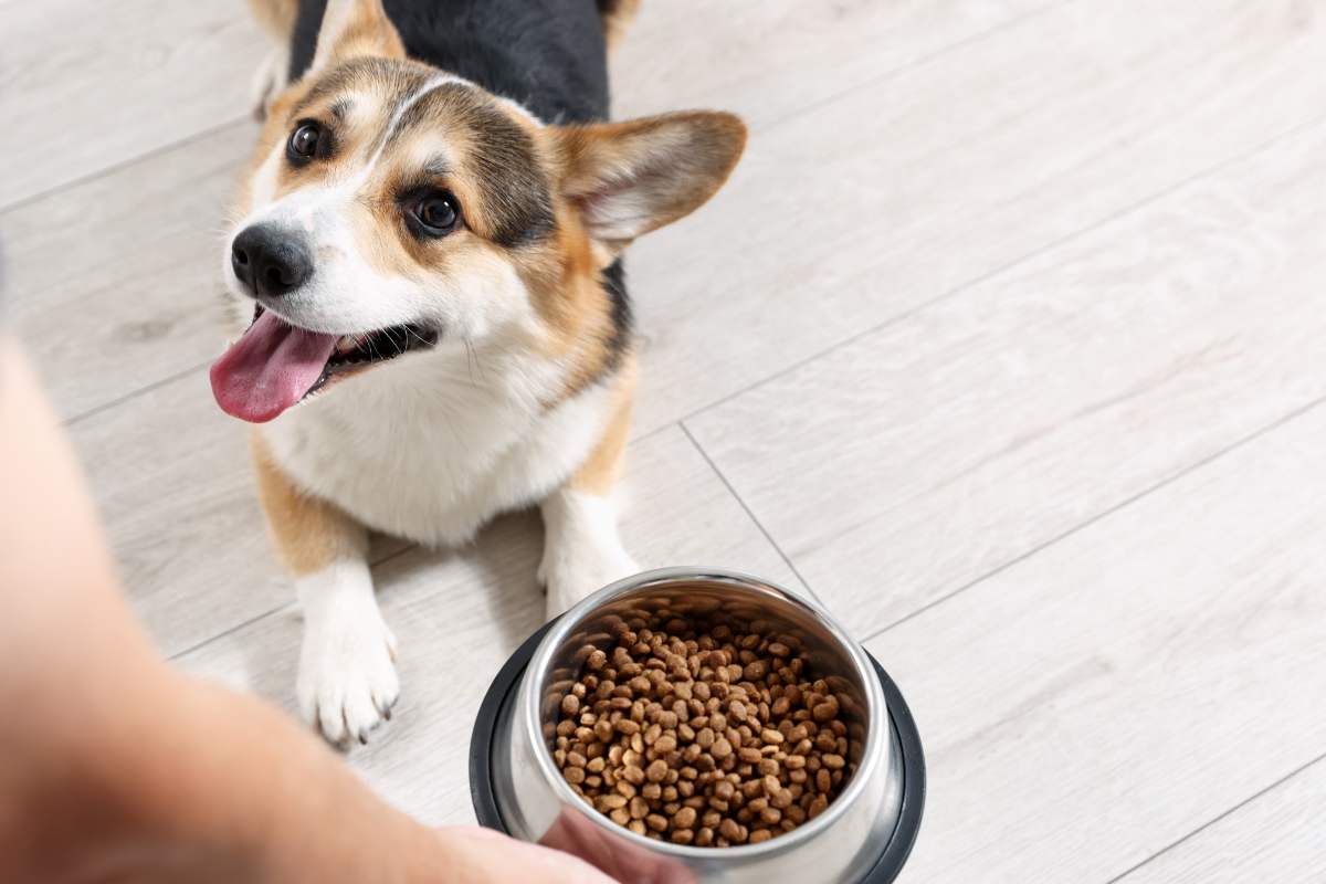 lotto di crocchette per cani ritirato dalla produzione