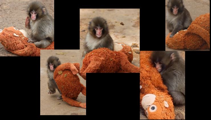 Cucciolo di macaco insieme al suo peluche