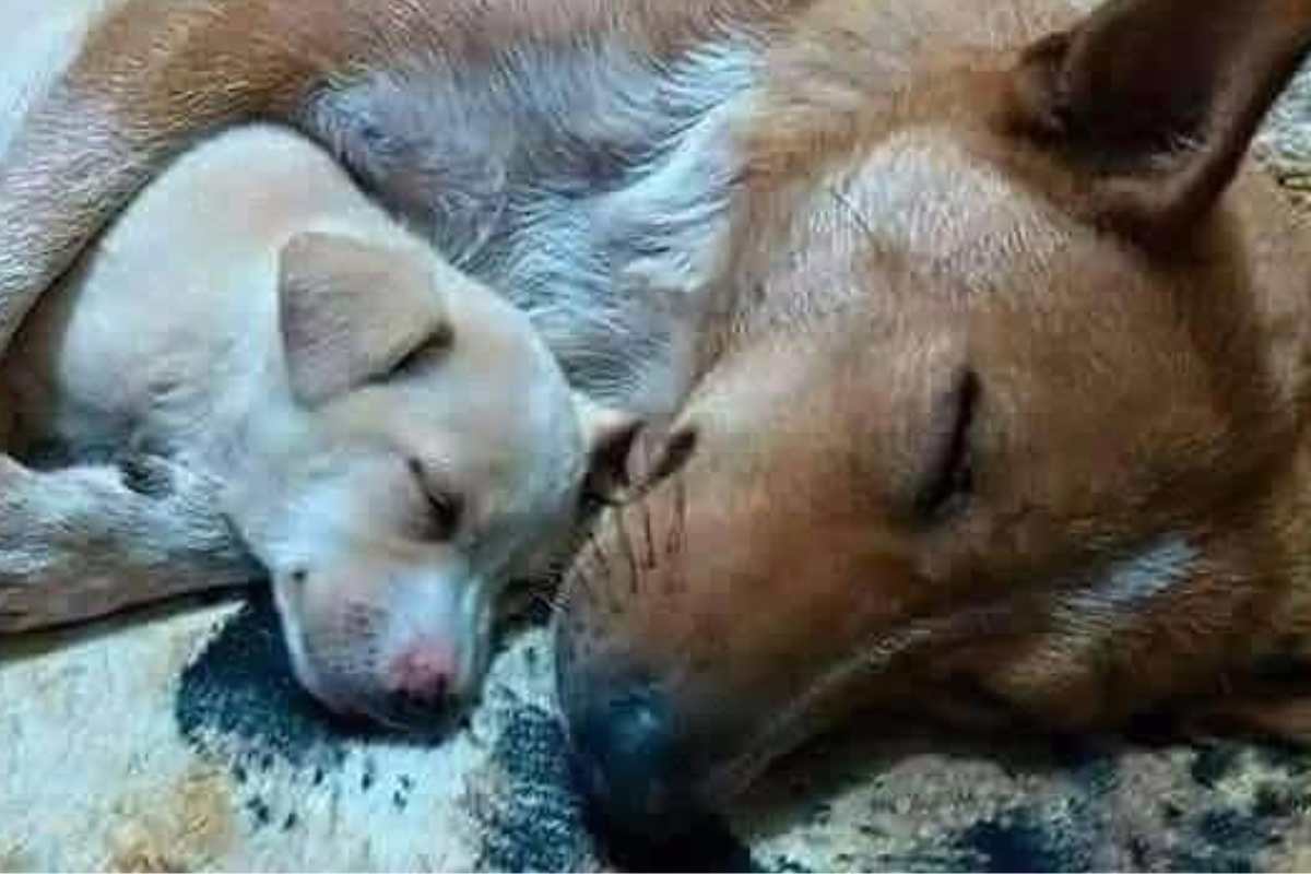 mamma cane con cucciolo