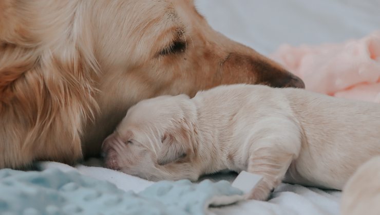mamma cane con il suo cucciolo