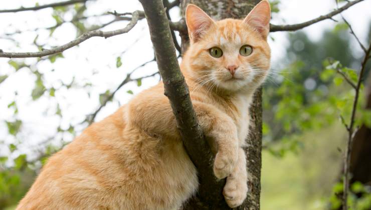 micio dal manto rosso