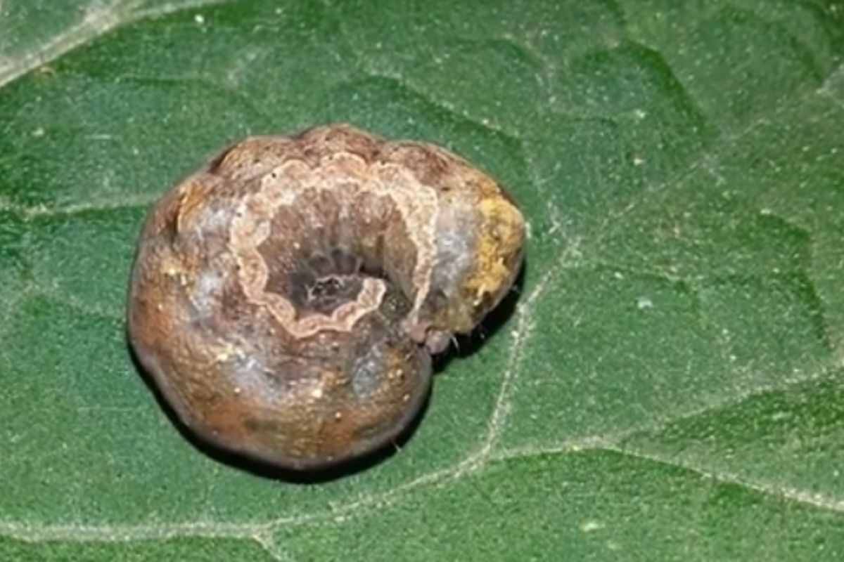 Nottue in giardino: cosa sono davvero questi bruchi “mangia-piante”