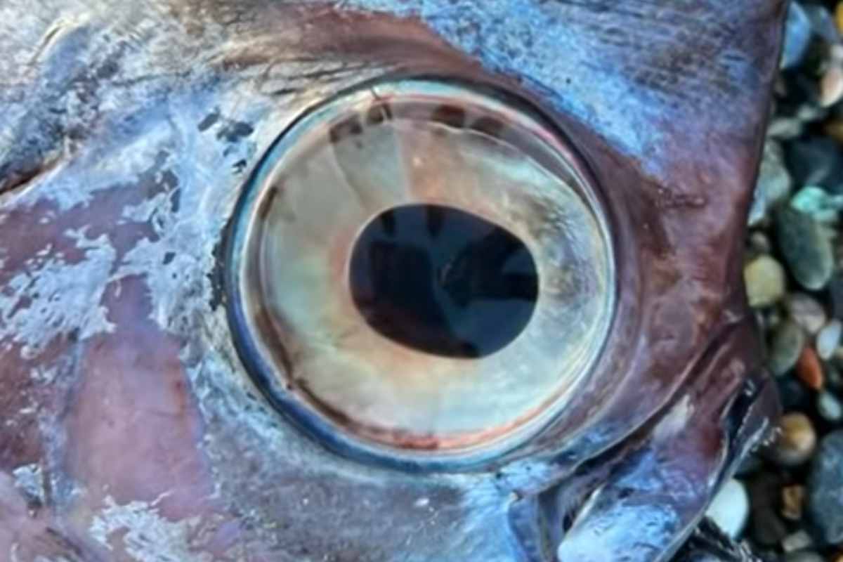 occhi grandi del pesce