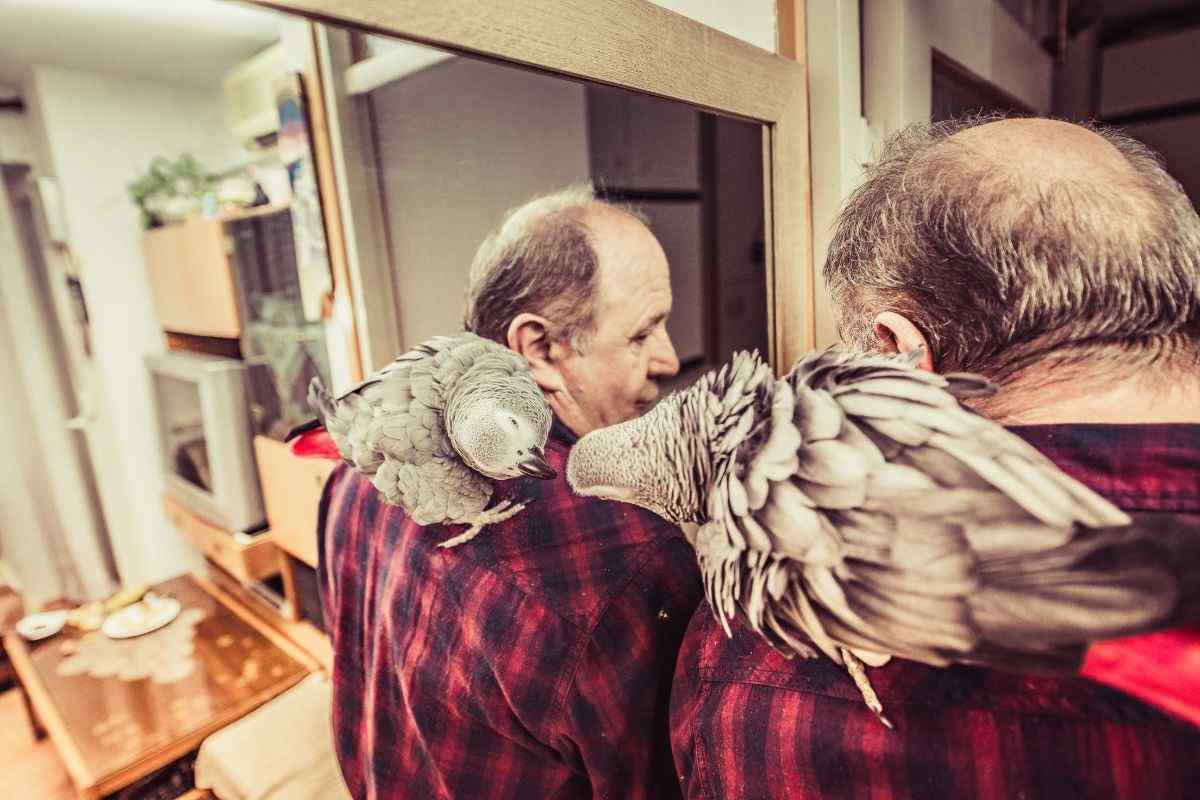 Beccava sempre nello stesso punto, e non era un caso: la storia del pappagallo che ha salvato il padrone