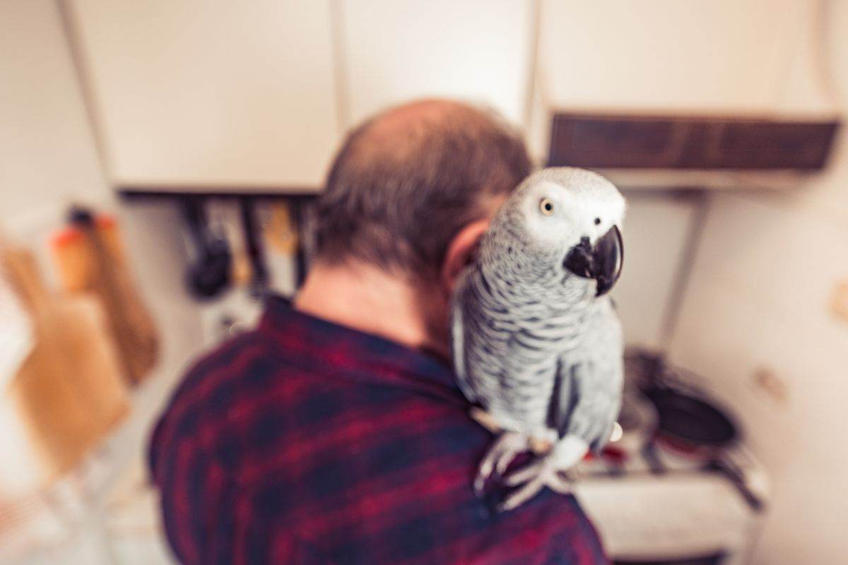 pappagallo sulla spalla