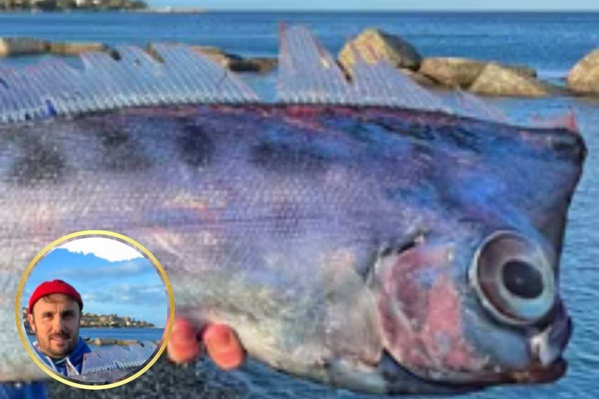 pesce liocorno e biologo
