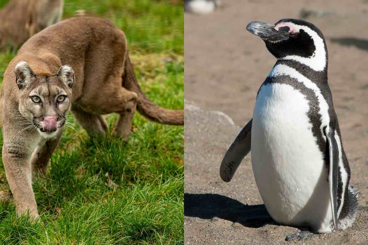 In Patagonia sta accadendo qualcosa di insolito tra puma e pinguini