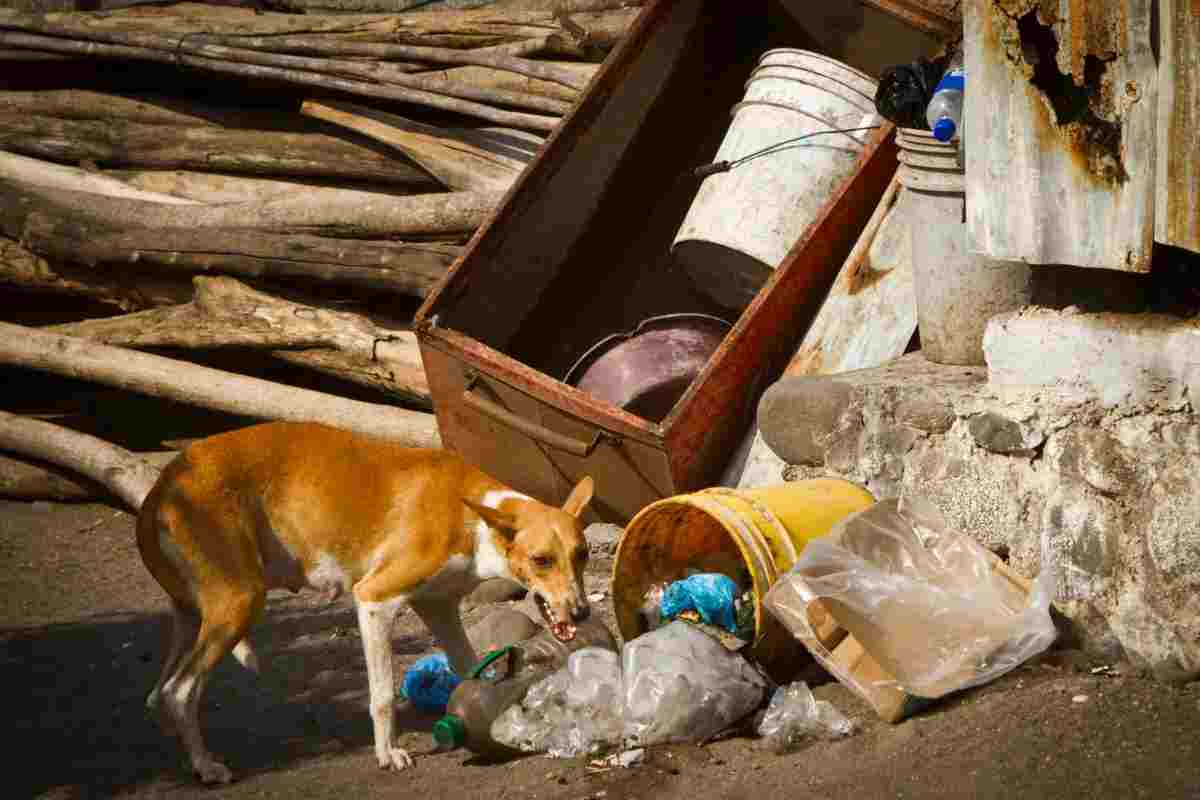 cane in strada
