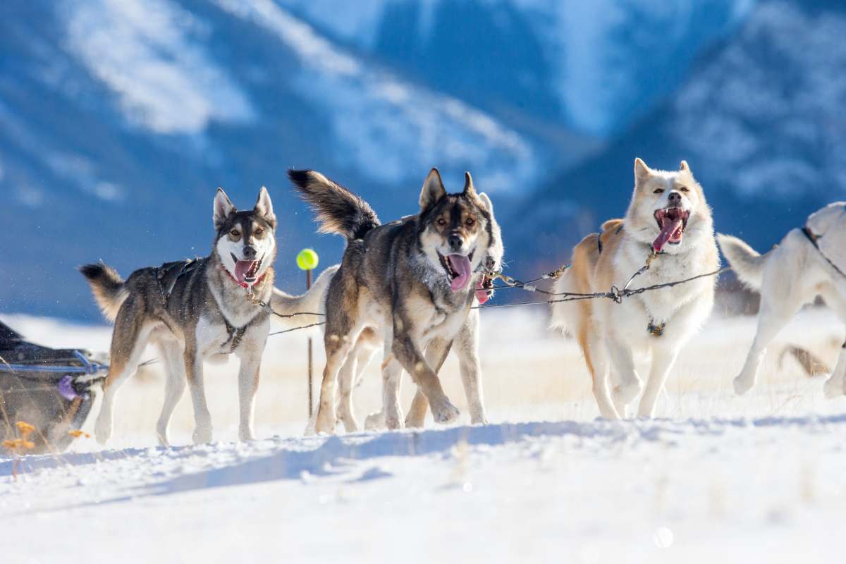 salvati cani Husky usati per trainare la slitta