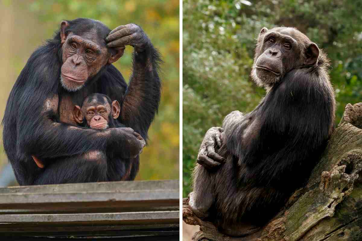 mamma scimpanzé
