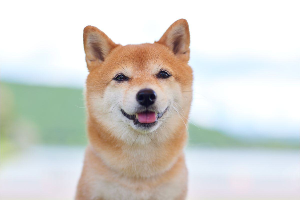 shiba inu
