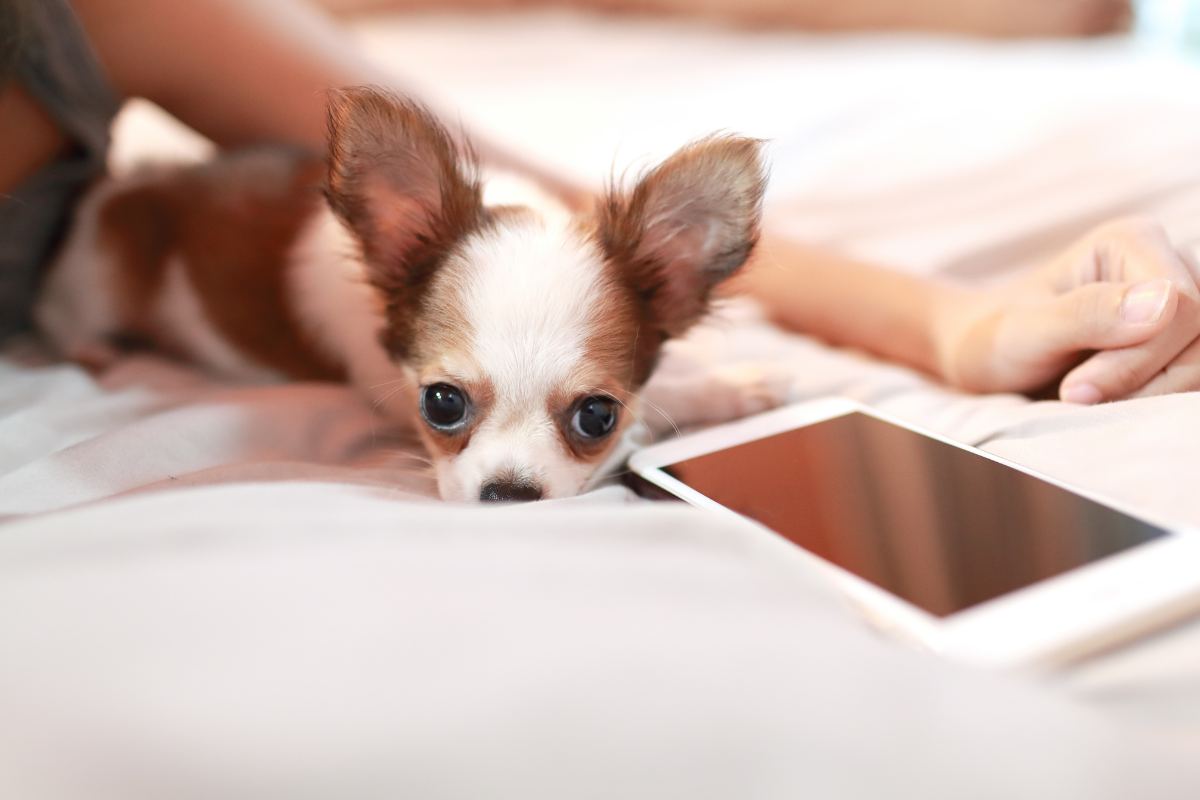 smartphone per cani