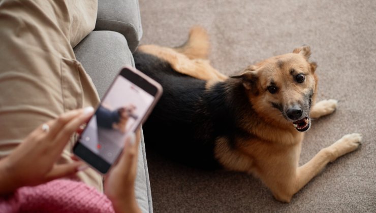smartphone per il cane