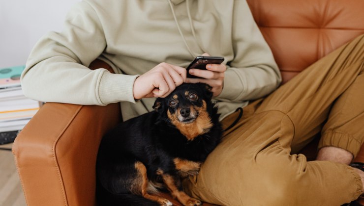 telefonini per cani