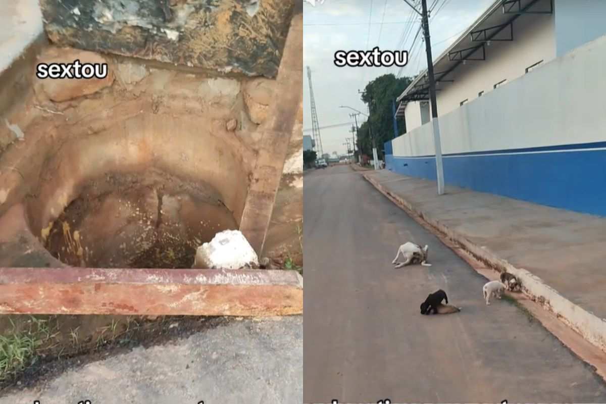 Dove nessuno voleva guardare un elettricista trova un cucciolo in pericolo