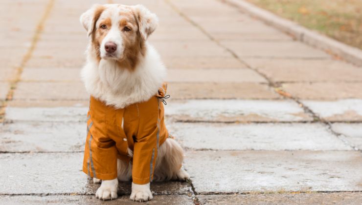 un cane chiede aiuto per il suo amico in pericolo