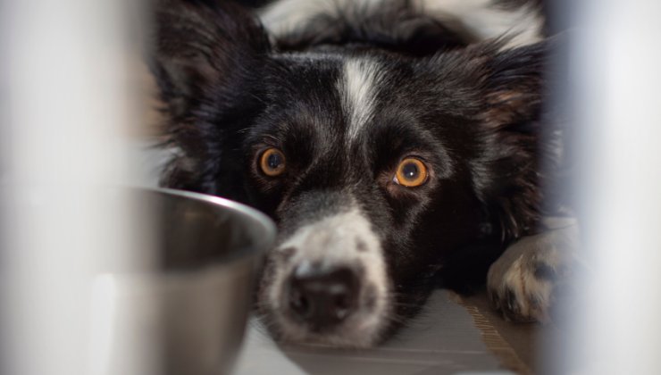 un cane spaventato dai fuochi d'artificio