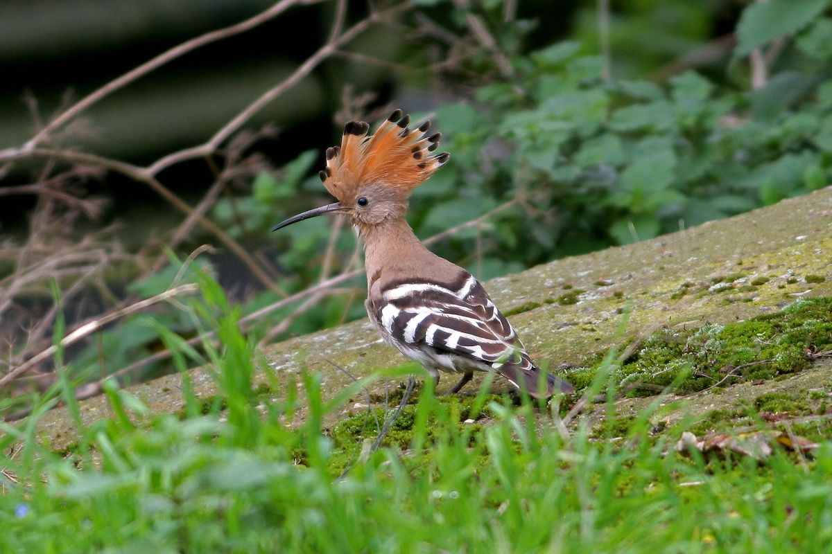 Se vedi un’upupa vicino casa, c’è un motivo preciso