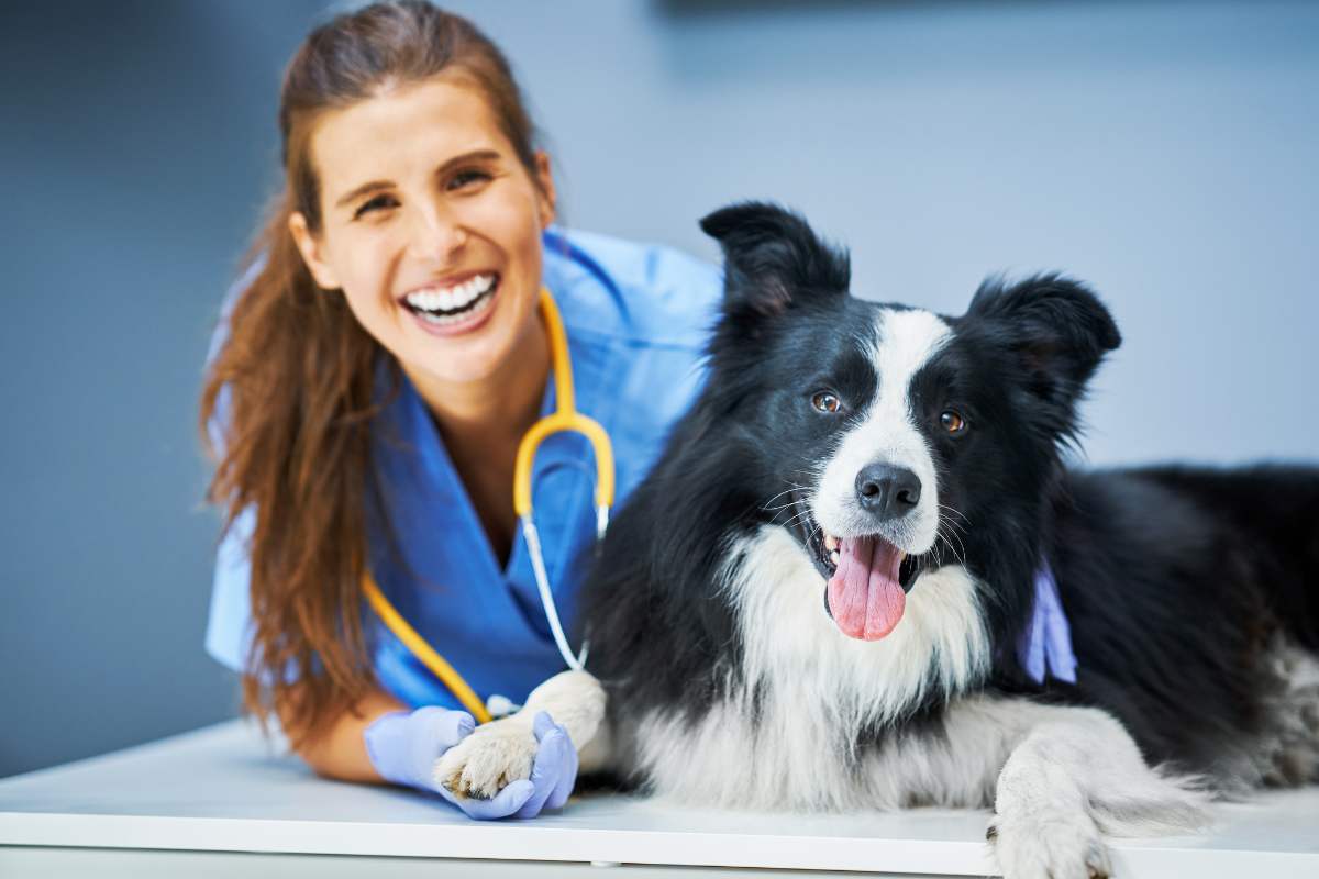 veterinaria e cane