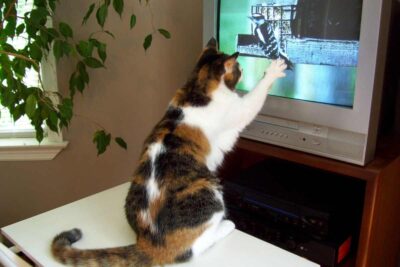 Gatto che gioca con lo schermo della tv
