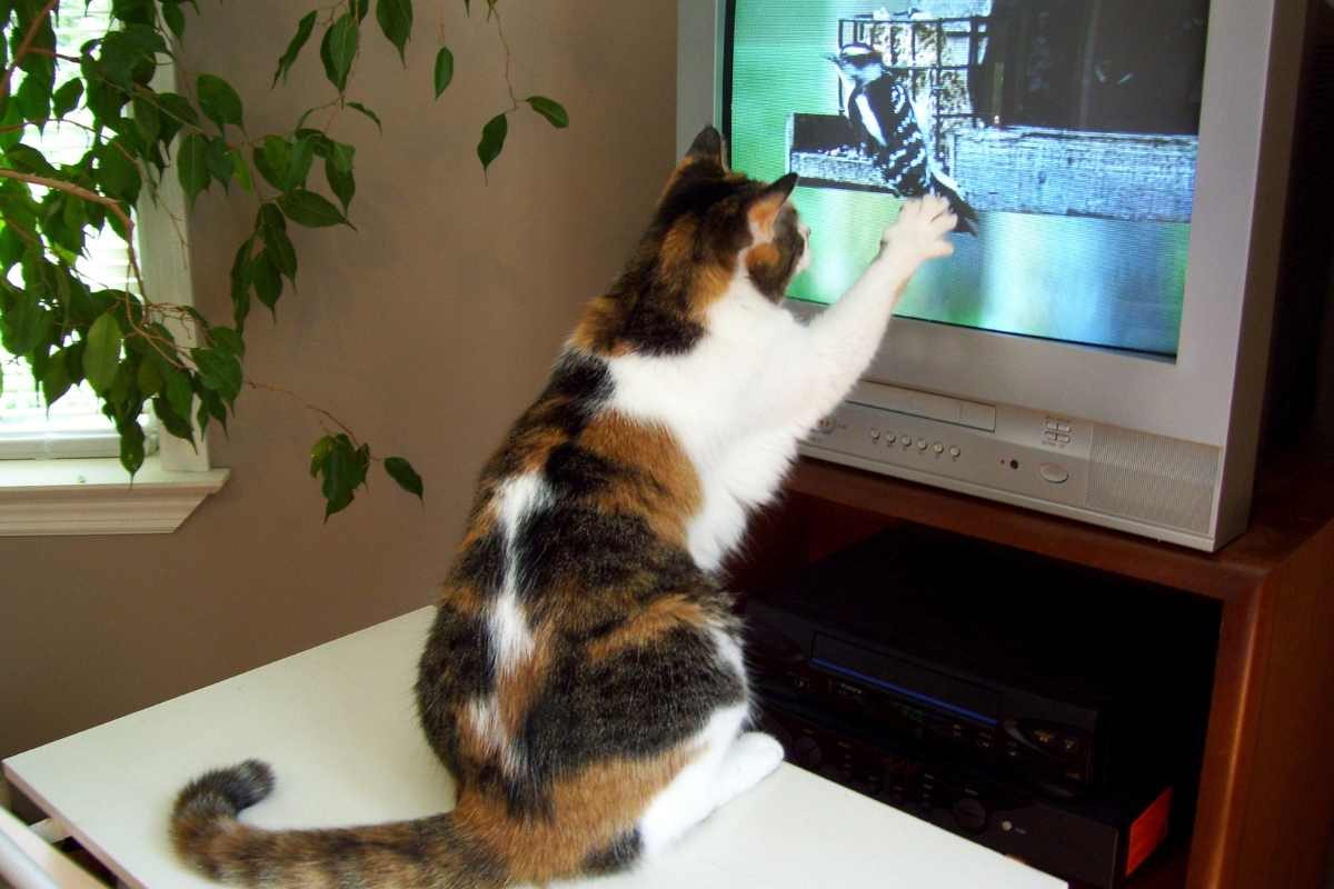 Gatto che gioca con lo schermo della tv