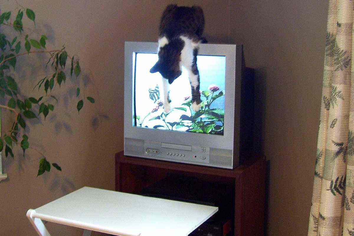 Gatto sullo schermo della tv