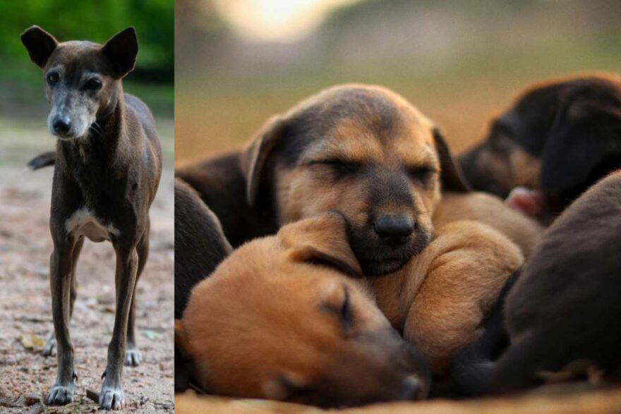 Cagna randagia rinuncia al cibo per salvare i suoi cuccioli
