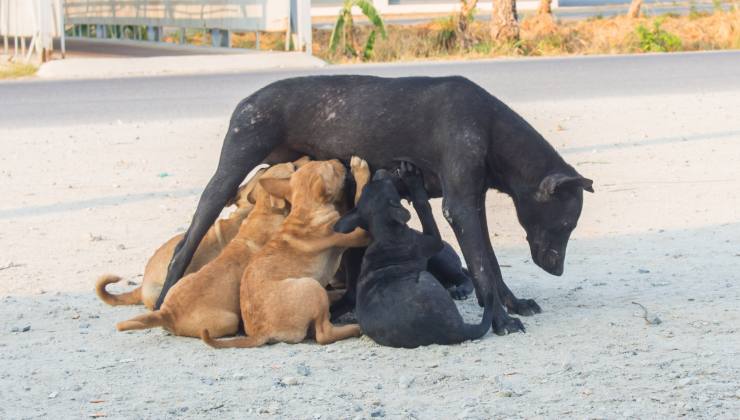 Cagna rinuncia al cibo per salvare i suoi cuccioli
