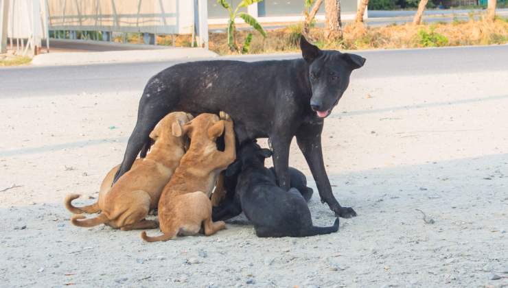 Cagnolina rinuncia al cibo per salvare i suoi cuccioli